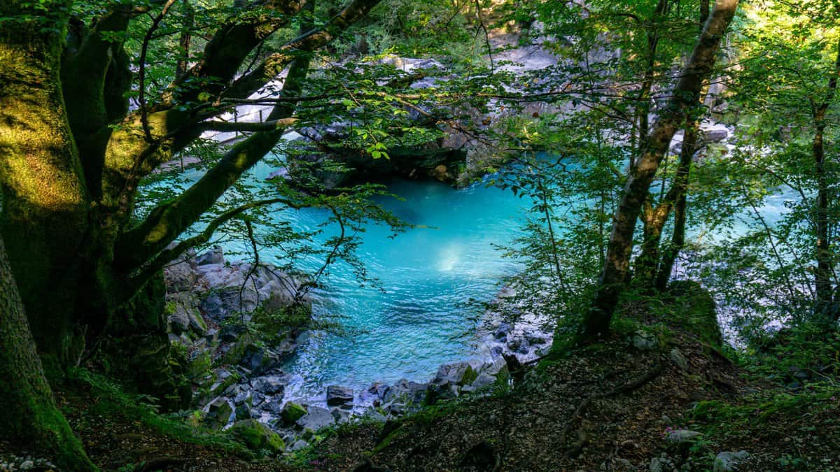 Soča in the middle of the forest