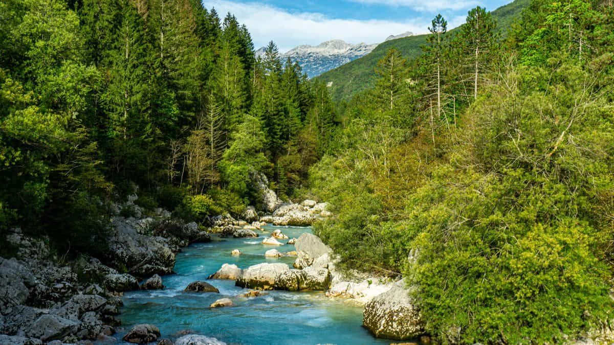 The Soča surrounded by forest with a view onto the Karawanken
